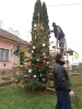 Karácsonyfa állítás és díszités 2011_12